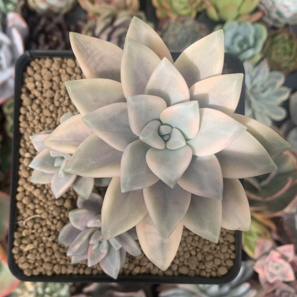 Graptopetalum 'Paraguayense' Variegated 3" Succulent Plant