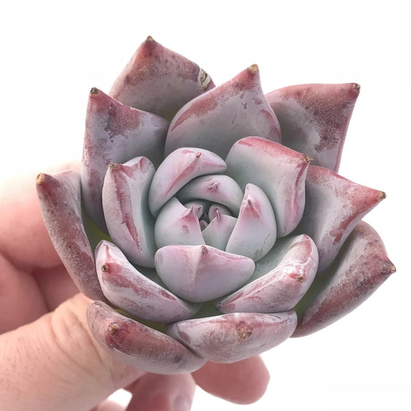 Echeveria Colorata 2" Rare Succulent Plant