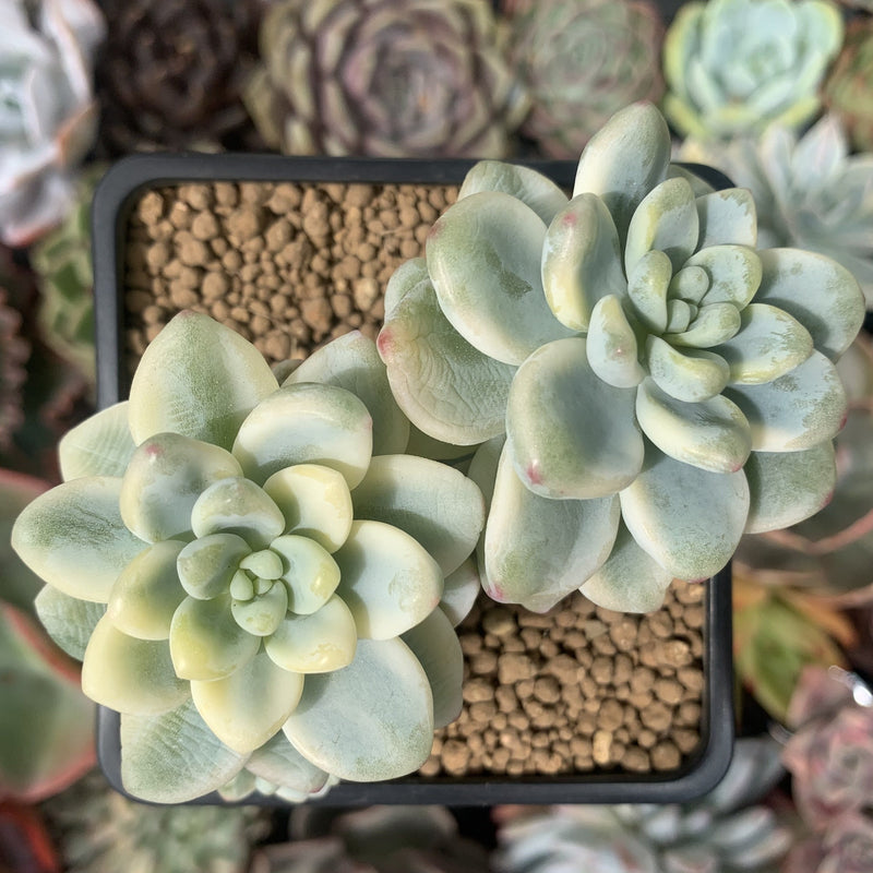 Sedum 'Clavatum' Variegated 2"-3" Cluster Succulent Plant