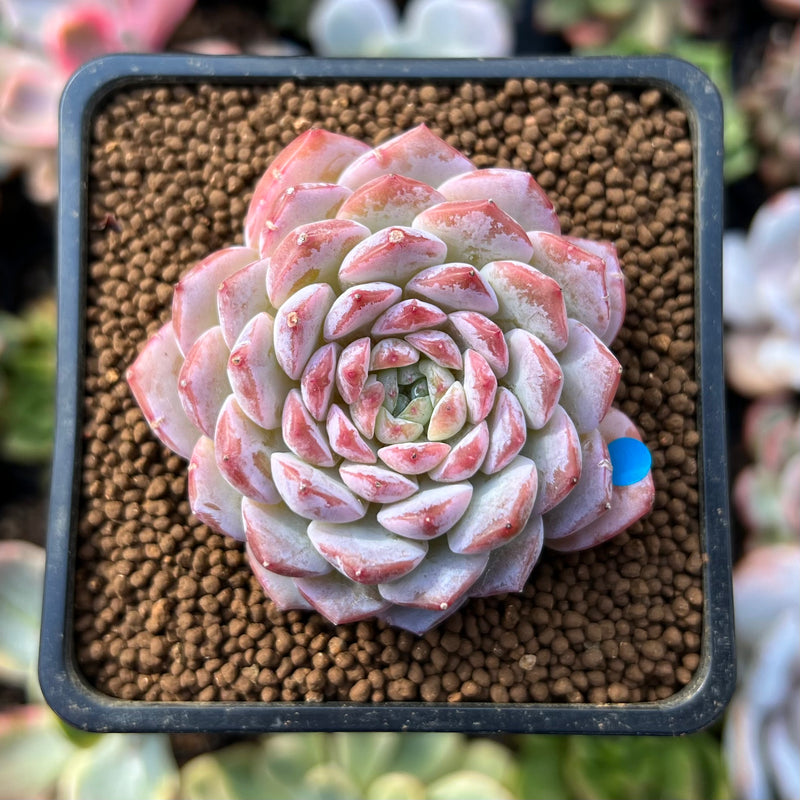 Echeveria 'Amazing Grace' 1" Succulent Plant