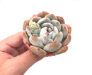 Echeveria ‘Orange Monroe’ 3" Rare Succulent Plant