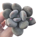 Pachyveria 'Beauty' 2" Powdery Succulent Plant