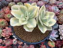 Echeveria 'Japan Moon River' Variegated 4" Succulent Plant