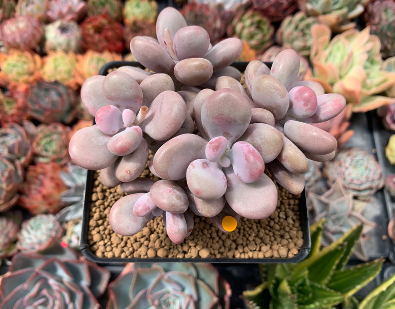 Graptopetalum 'Amethystinum’ 4” Cluster Succulent Plant