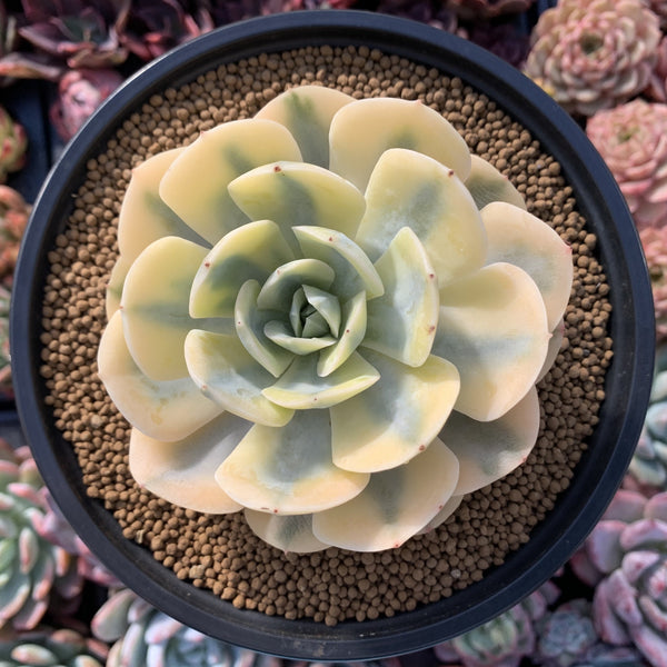 Echeveria Runyonii Variegated (Aka Echeveria 'Akaihosi' Variegated) 5" Succulent Plant