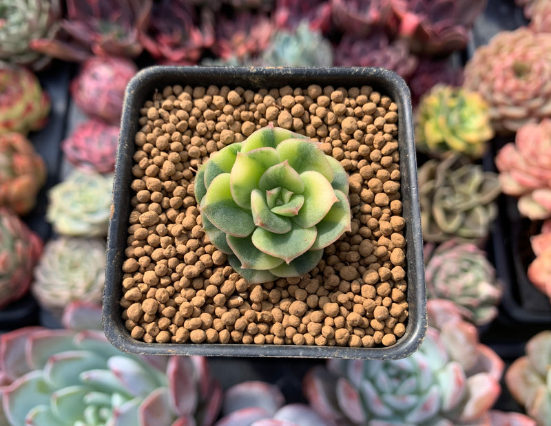 Echeveria 'Nicksana' Variegated 1/2" Very Small Succulent Plant