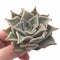 Echeveria Madiba 3” Rare Succulent Plant