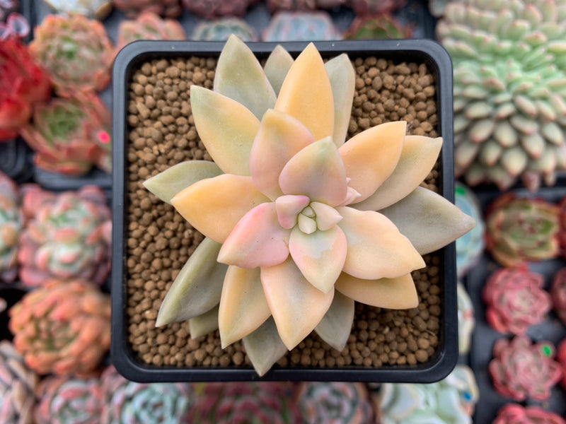 Graptopetalum 'Paraguayense' Variegated 3" Succulent Plant