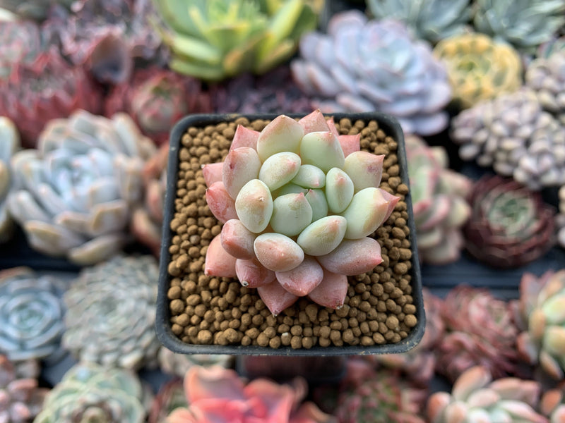 Pachyveria 'Crown Ball' 1" Succulent Plant