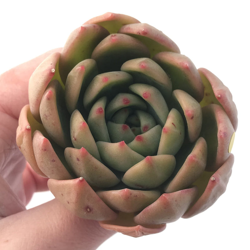 Echeveria Agavoides 'Chimera' 3” Succulent Plant