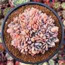 Graptoveria 'Debbie' Crested 4" Succulent Plant