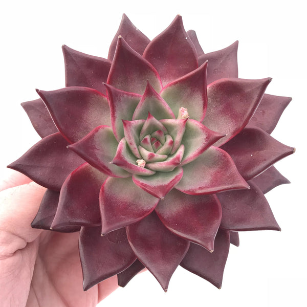 Echeveria Agavoides Royal Special Clone 3” Rare Succulent Plant