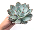 Echeveria 'Cream Sun' Extra Large 6"-7" (Not Echeveria Ivory) Rare Succulent Plant