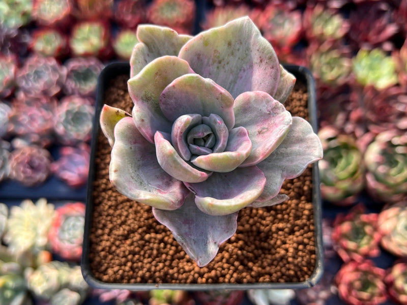 Graptopetalum 'Bainesii' Variegated 2" Special Variegation Succulent Plant