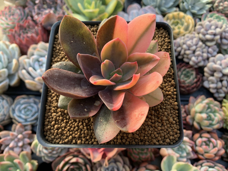 Echeveria 'Hanaikada' Variegated 3" Succulent Plant