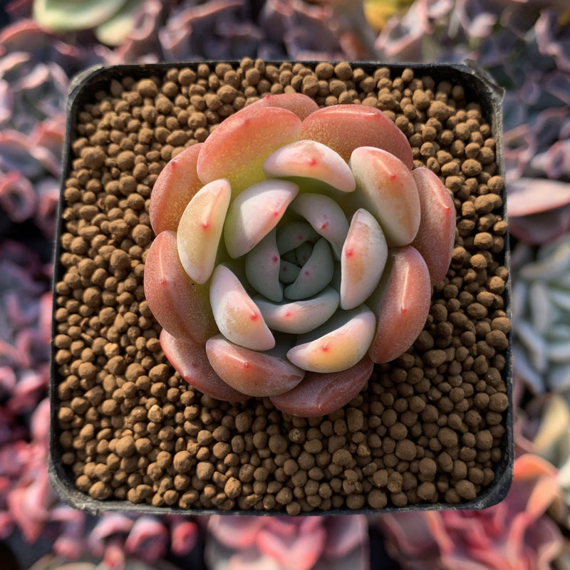 Echeveria 'Star Mark' 1"-2" Succulent Plant