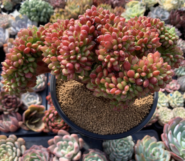 Cremneria 'Chubbs' Crested (Cremnophila linguifolia x Echeveria setosa var. ciliata) 5" Succulent Plant