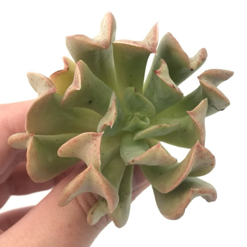 Echeveria 'Black Hawk' 3" Succulent Plant