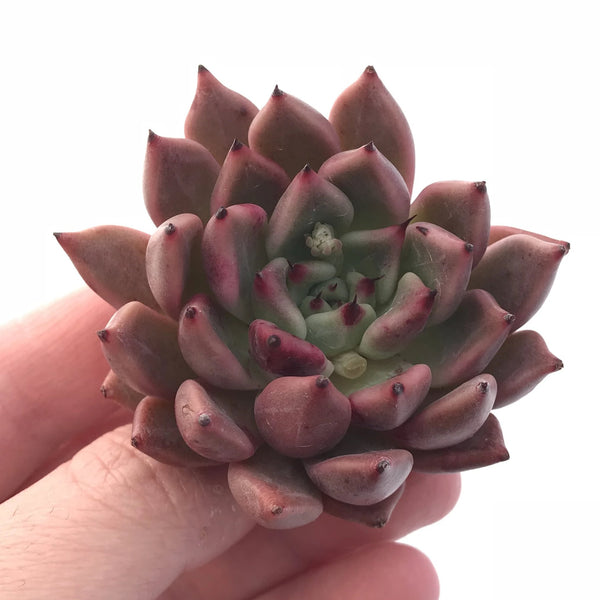 Echeveria Agavoides Sarabony 2” Rare Succulent Plant