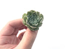 Echeveria 'Hearts Choice' 1" Small Succulent Plant