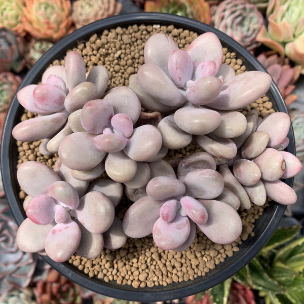 Graptopetalum 'Amethystinum’ 4"-5" Cluster Succulent Plant