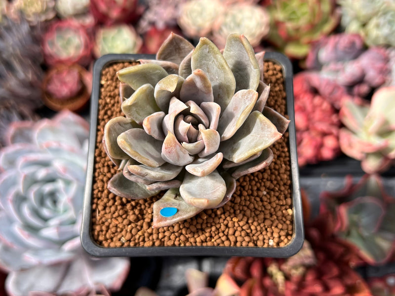 Echeveria 'Affinis Grey' 2" Succulent Plant