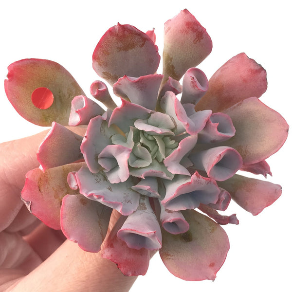 Echeveria 'Trumpet Pinky' 3" Succulent Plant