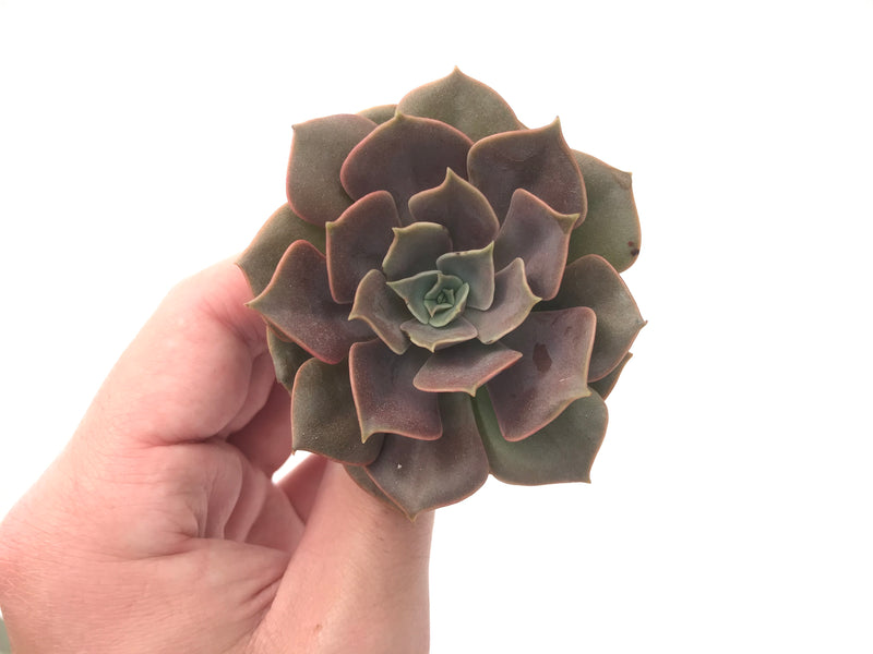 Echeveria 'Mina' 3"-4" Succulent Plant