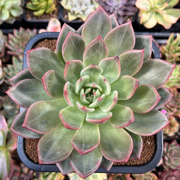 Echeveria 'White Champaign' 6" Extra LARGE Succulent Plant