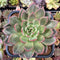 Echeveria 'White Champaign' 6" Extra LARGE Succulent Plant