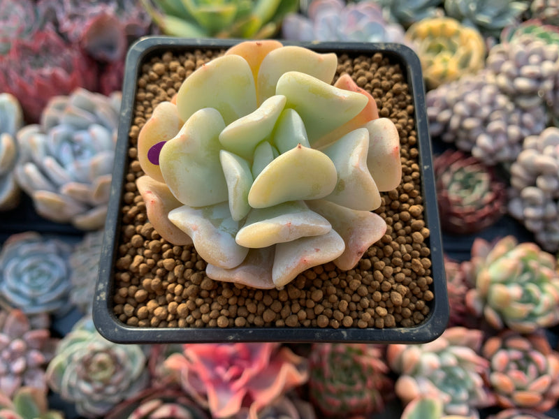 Echeveria 'Exotic' 2" Powdery Succulent Plant