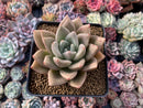 Echeveria Agavoides 'Lydia' 4" Succulent Plant