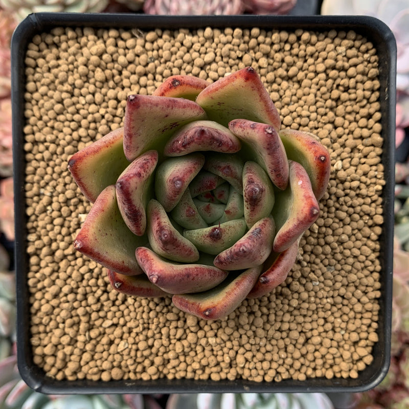 Echeveria Agavoides 'Ebony' 3" Succulent Plant