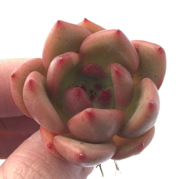 Echeveria Agavoides 'Monroe Chanel' 1" Small Succulent Plant