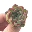 Echeveria 'Pink Ping Pong' New Hybrid 1" Succulent Plant