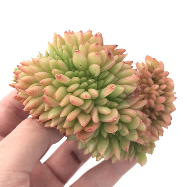 Echeveria Agavoides 'Gilva' Crested 4" Succulent Plant