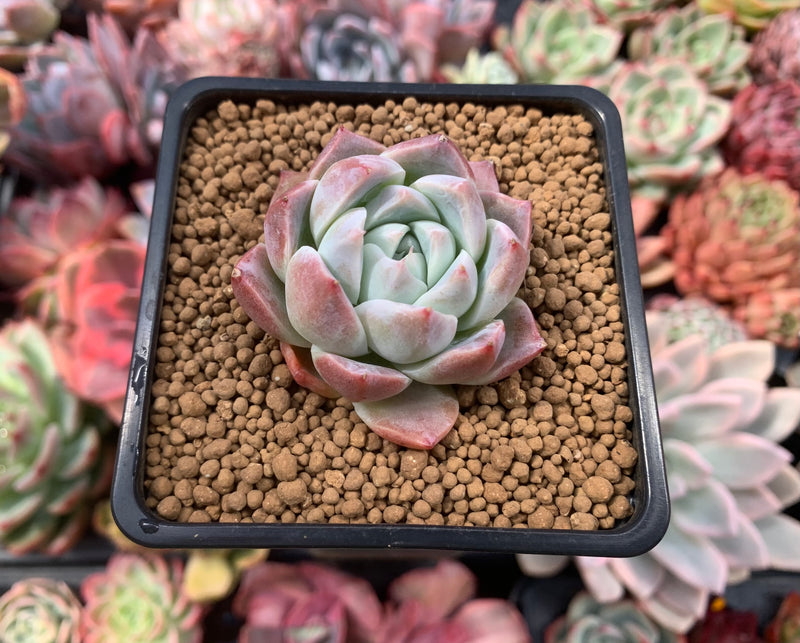 Echeveria 'Alba Beauty' 1" Succulent Plant