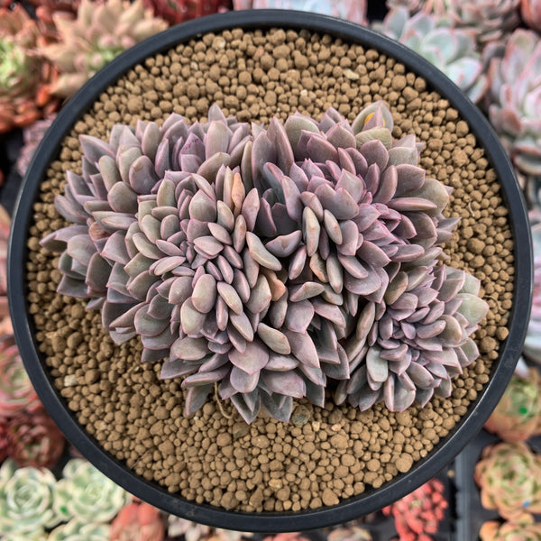 Graptoveria 'Debbie' Crested 5" Succulent Plant