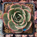 Echeveria 'Pink Flora' 3" Succulent Plant