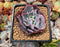 Echeveria 'Audrey Fair' 2" Succulent Plant