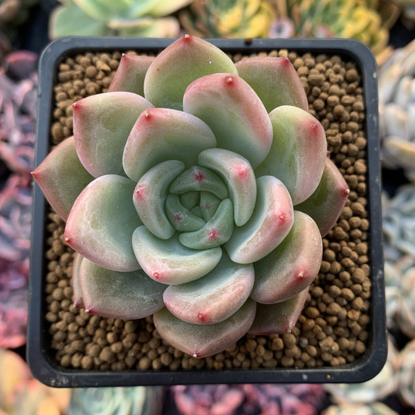 Echeveria 'Charlotte' 3" Succulent Plant