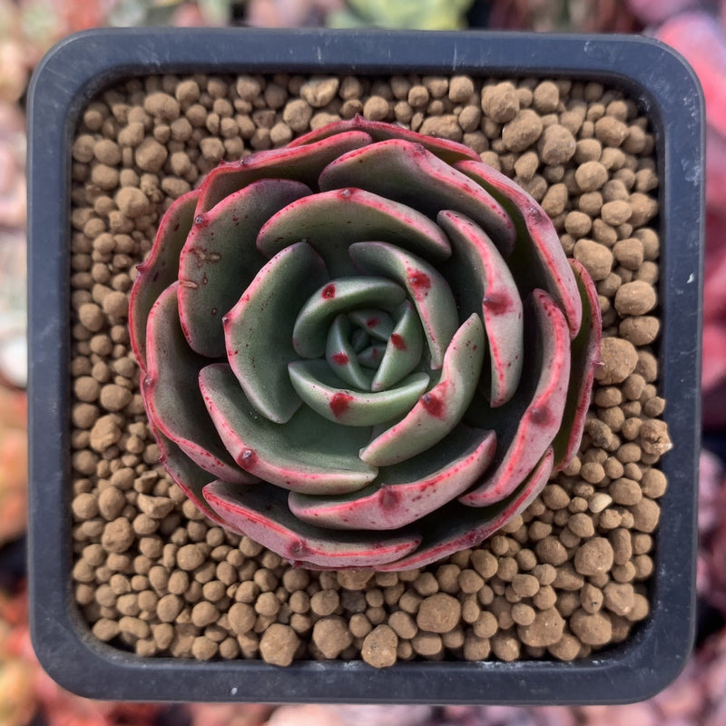 Echeveria Agavoides 'Pink Flora' 2" Succulent Plant