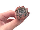 Echeveria 'Lilacina' Hybrid 2" Powdery Succulent Plant