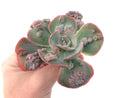 Echeveria Frill sp. 4" Succulent Plant