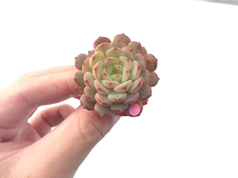 Echeveria 'White Farm' 1"-2" New Hybrid Succulent Plant