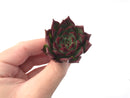 Echeveria Agavoides 'Johnnie Walker' 1" New Hybrid Succulent Plant