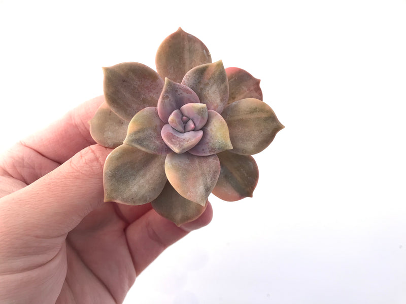 Graptopetalum Purple Delight Variegated 2" Rare Succulent Plant