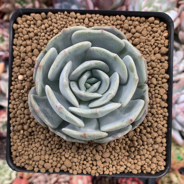 Echeveria 'Lehman' 2"Powdery Succulent Plant