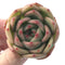 Echeveria Agavoides 'Labyrinth' New Hybrid 2" Succulent Plant