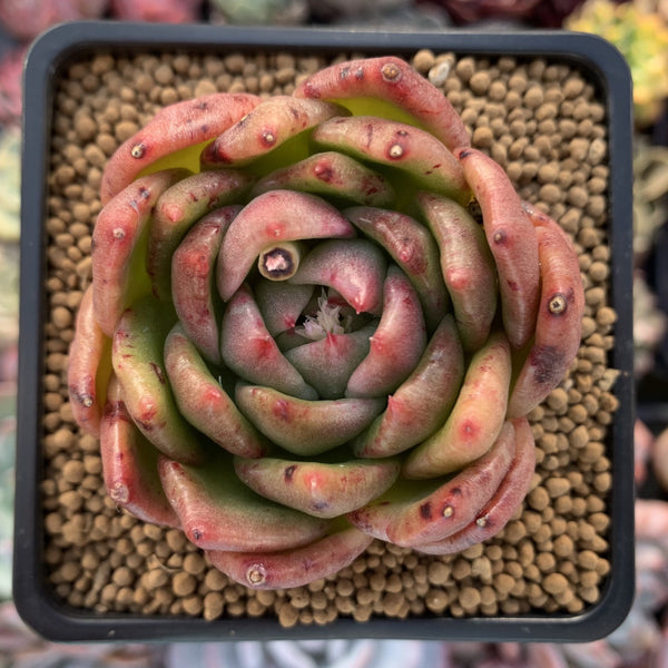 Echeveria Agavoides 'Jillian' Variegated 3" Succulent Plant